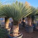 Juka (Yucca Rostrata) - výška 100-120 cm, výška kmeňa: 40-50 cm (-22°C) 